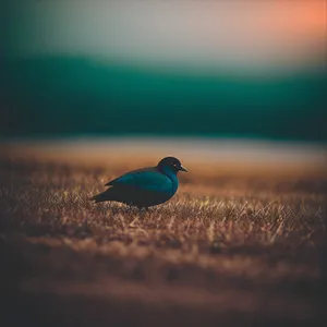 Vibrant Indigo Bunting perched on branch