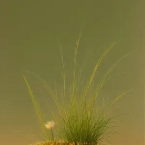 Vibrant Dandelion Fireworks Glow on Flax Field