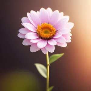 Pollen-covered Pink Daisy Blossom in Spring Garden