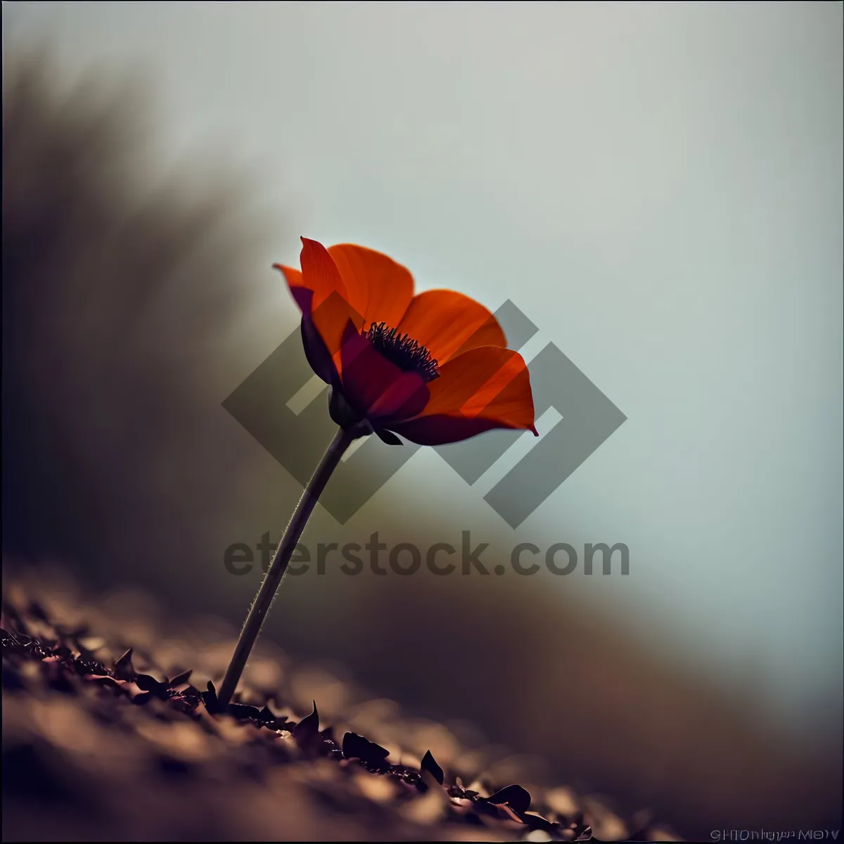 Picture of Yellow Poppy Blooming in Summer Garden