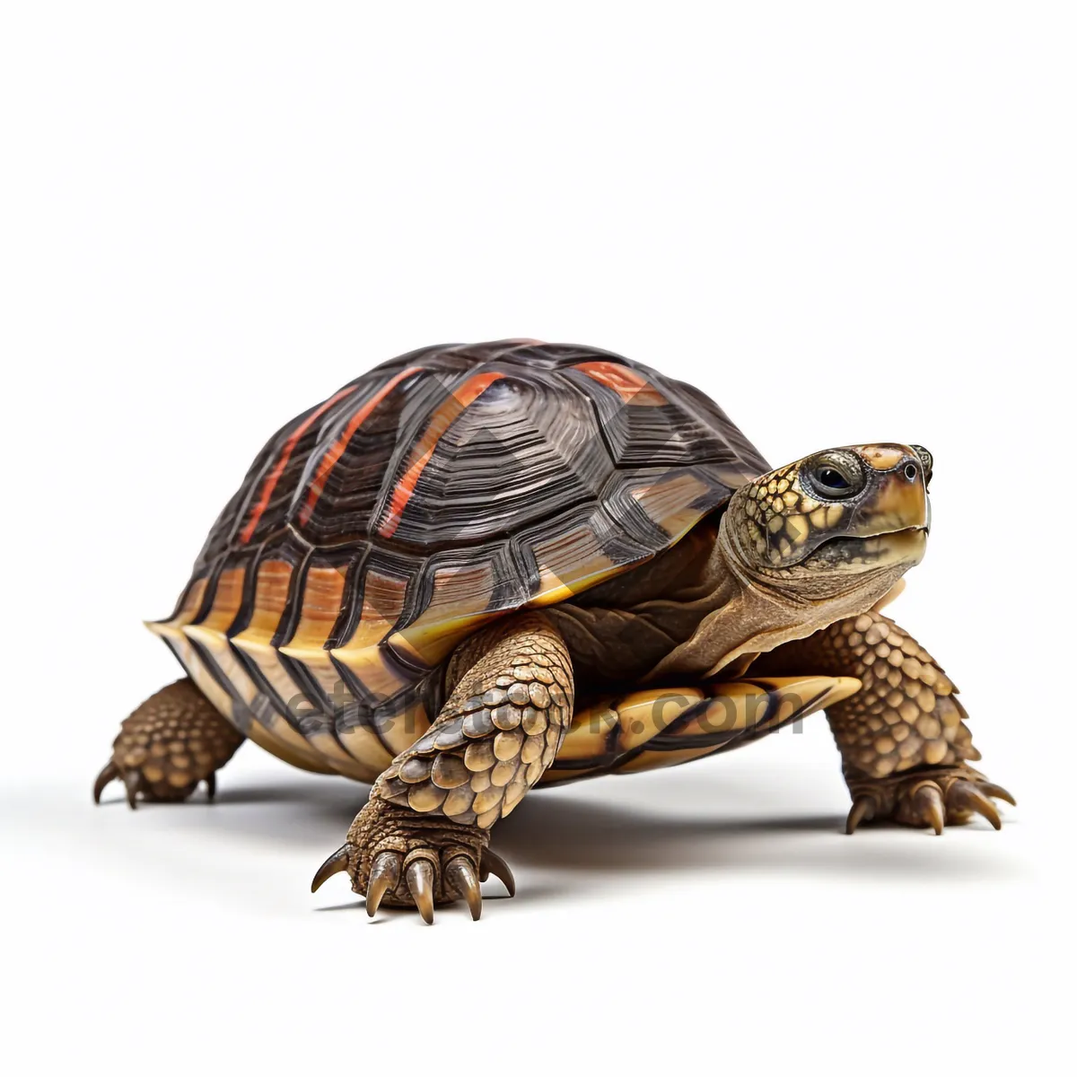 Picture of Cute reptile with protective shell - Box Turtle