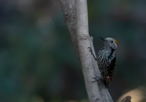 Majestic predator with piercing eyes and wings spread wide.