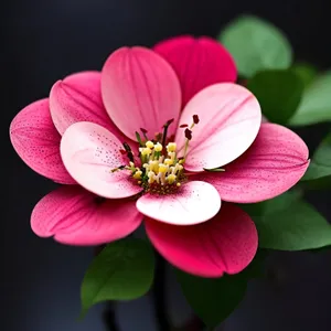 Pink Blossoming Quince in Spring Garden