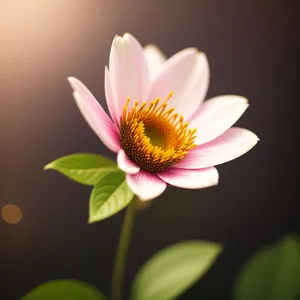 Pink Lotus Blossom in Summer Garden