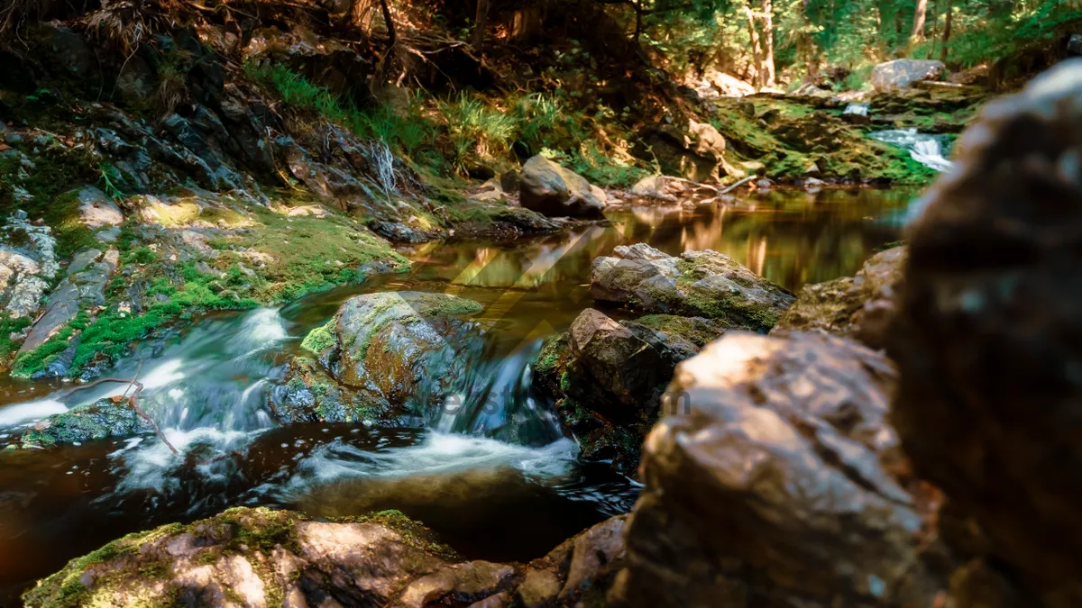 Picture of Mountain river flowing through lush green forest in summer