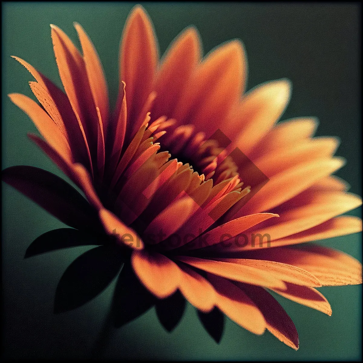 Picture of Sunny Daisy Blossom in Vibrant Floral Garden