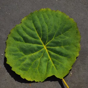 Linden Leaf: Vibrant Spring Foliage with Intricate Veins