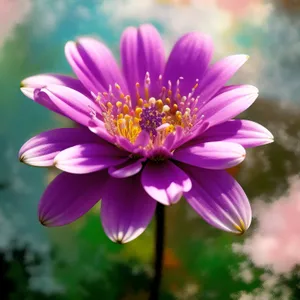 Yellow and Pink Daisy Blossom Closeup