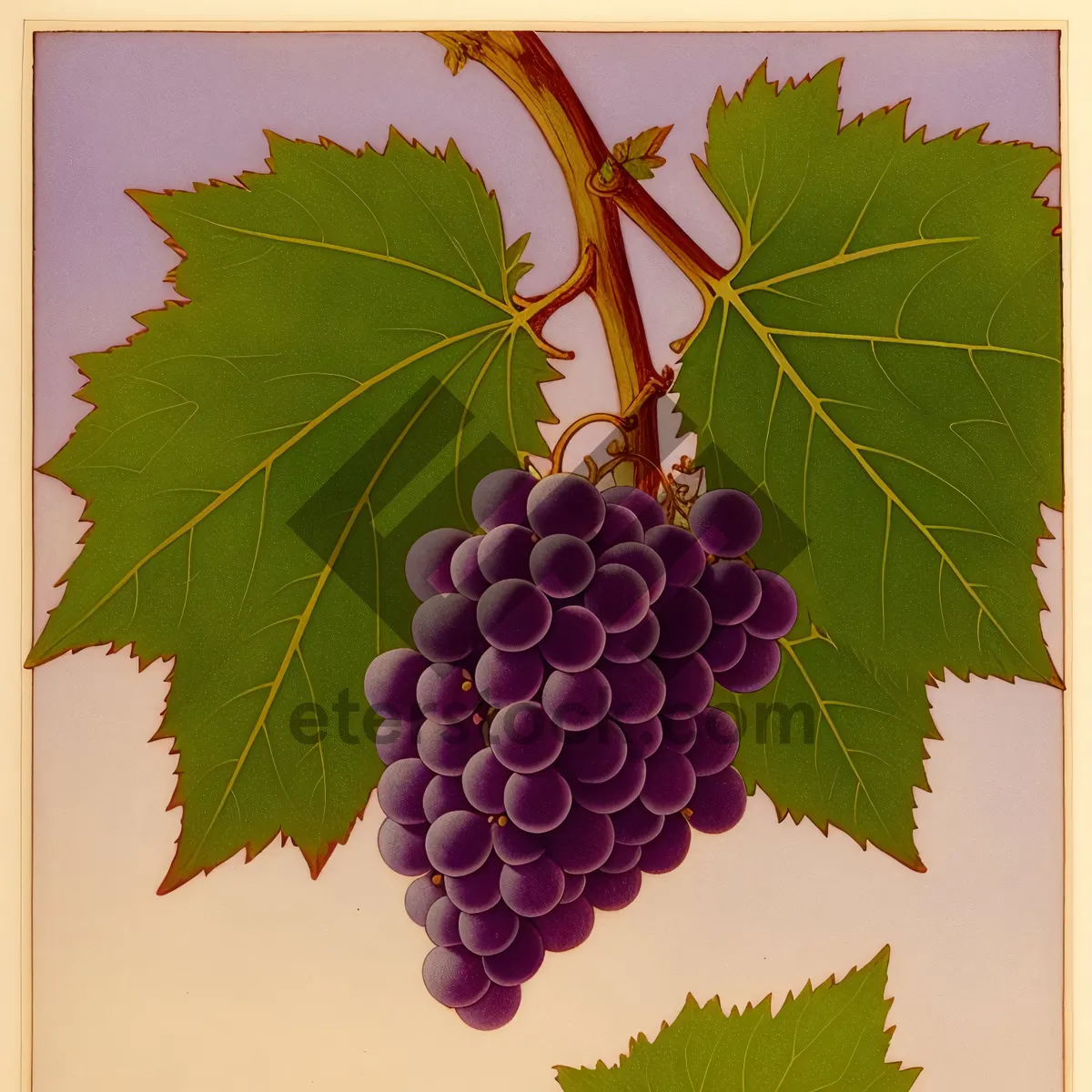 Picture of Autumn Harvest: Juicy, Organic Purple Grapes from the Vineyard