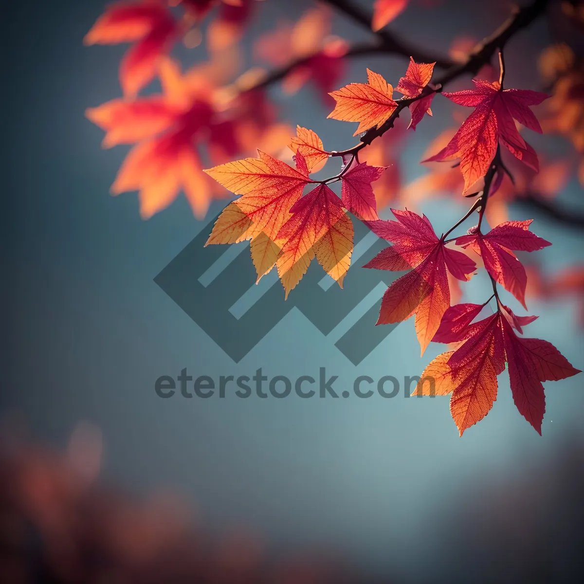 Picture of Vibrant Autumn Leaves on Maple Tree