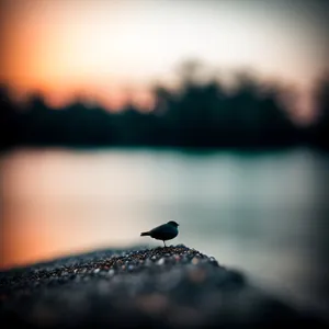 Wild Starling Soaring in Black Sky