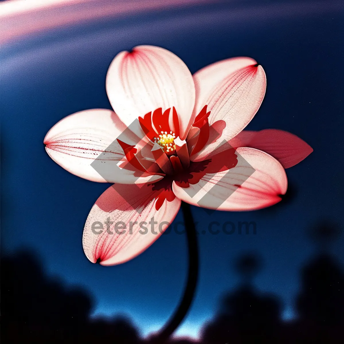 Picture of Spring Blossom in a Botanical Garden