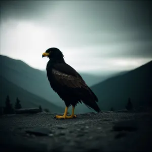 Black Eagle Feather Against Starling's Wing