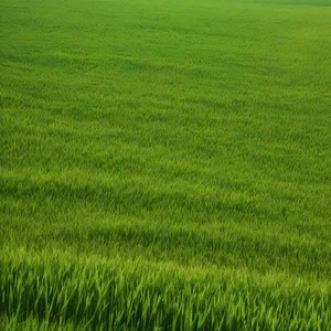 Lush Wheat Field in Summer Landscape
