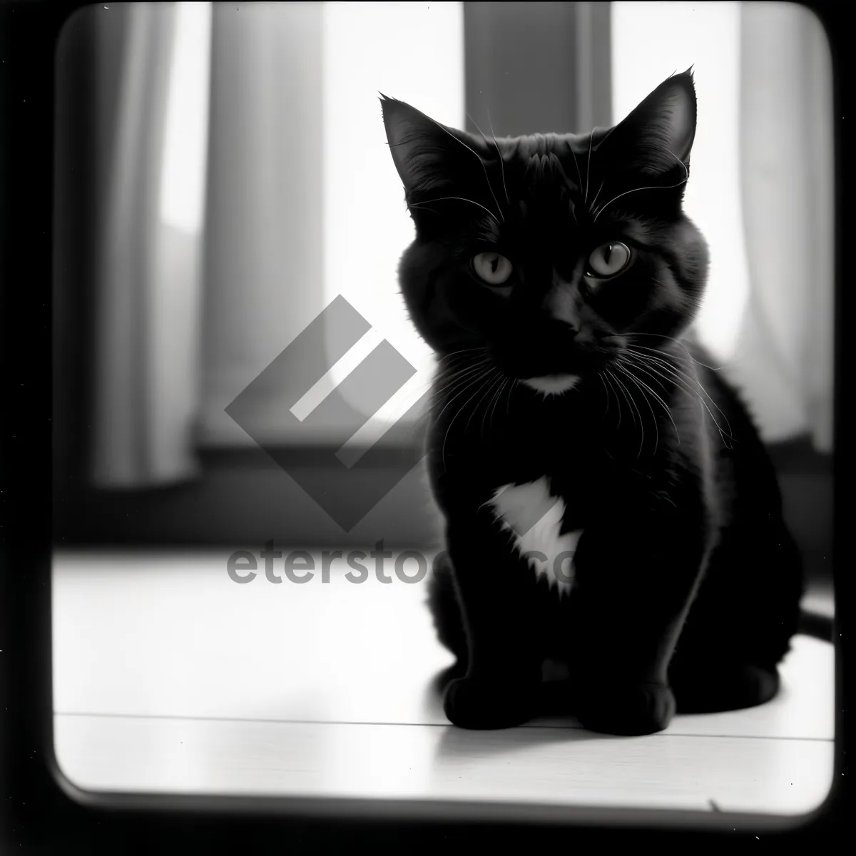 Picture of Curious Kitty on Windowsill