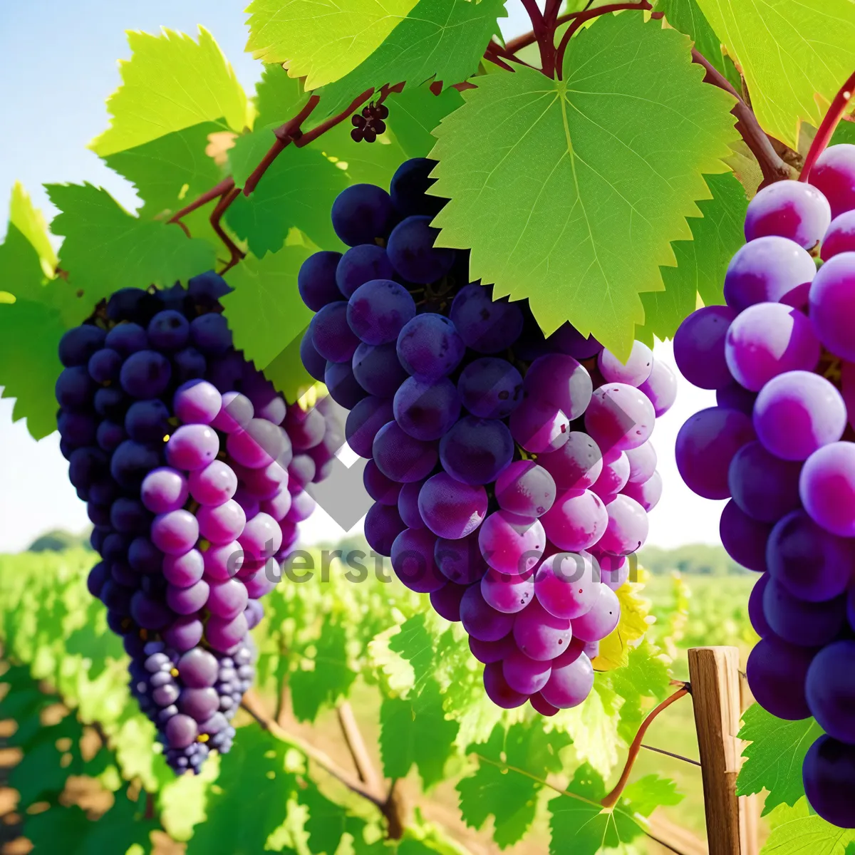 Picture of Juicy Purple Harvest: Vineyard's Bountiful Grape Cluster