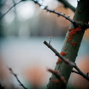 Winter Birch Tree Branches Against Sky