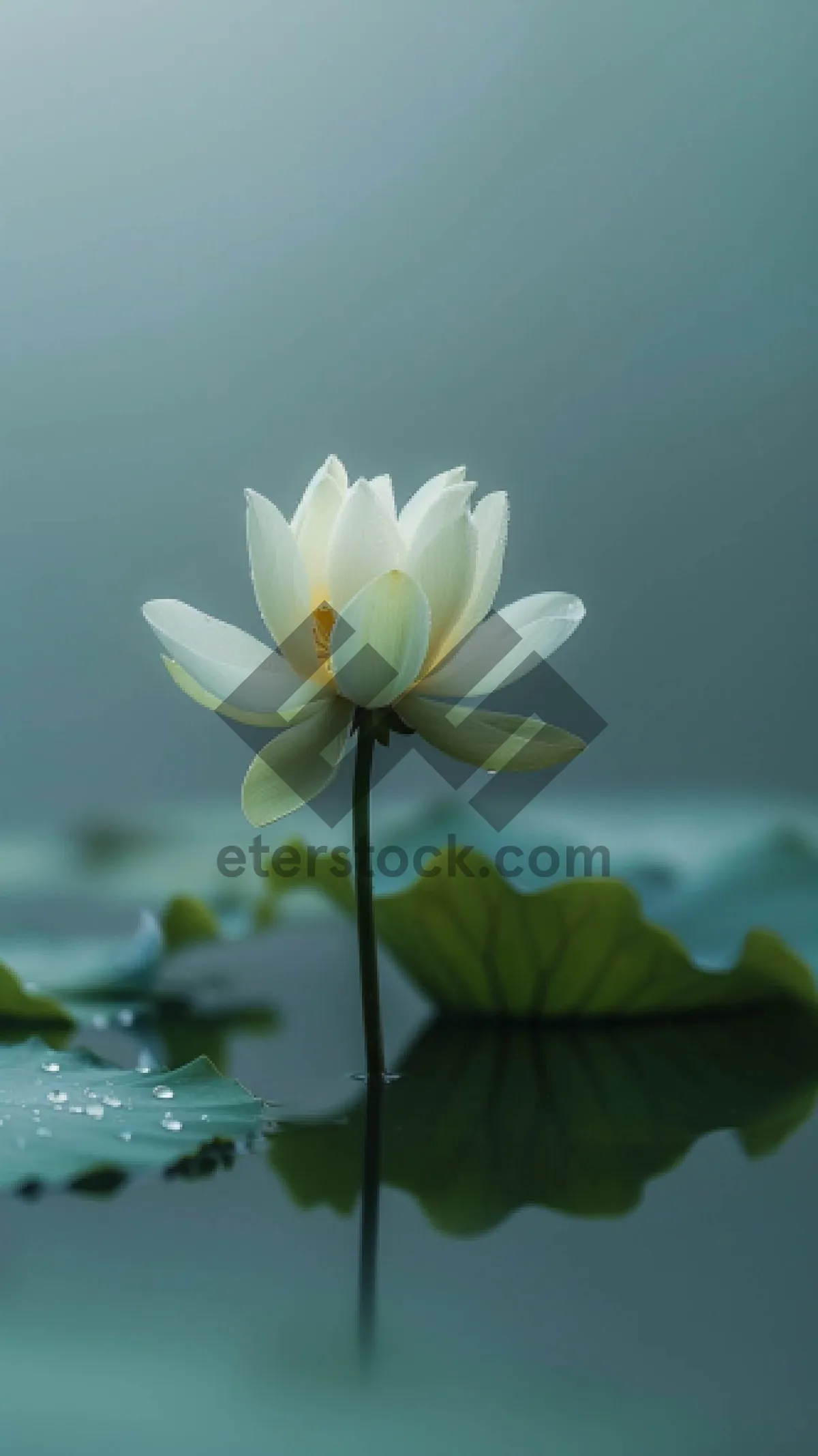 Picture of Pink Lotus Blossom in a Tropical Pond Garden