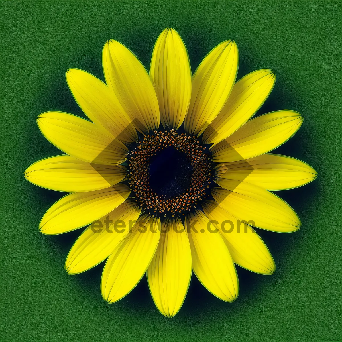 Picture of Vibrant Sunflower Bloom in Bright Yellow