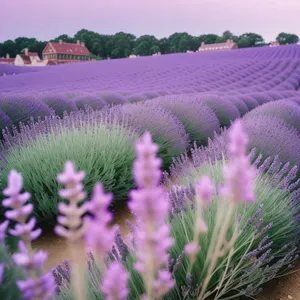 Lavender Meadows: A Serene Purple Flower Field