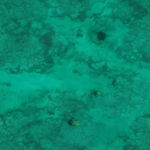 Colorful Reef Snake in Clear Ocean Waters