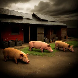 Pink Piglet on Farm, Cute Livestock Animal