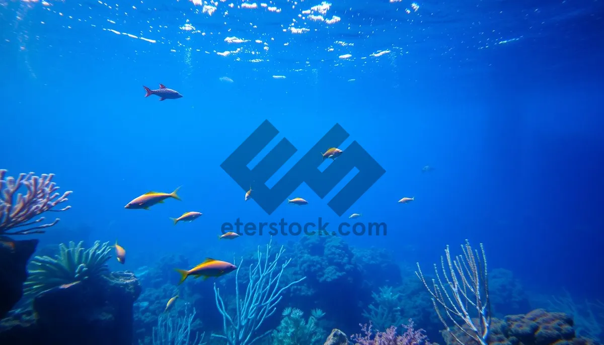 Picture of Tropical underwater coral reef with bright sun rays.