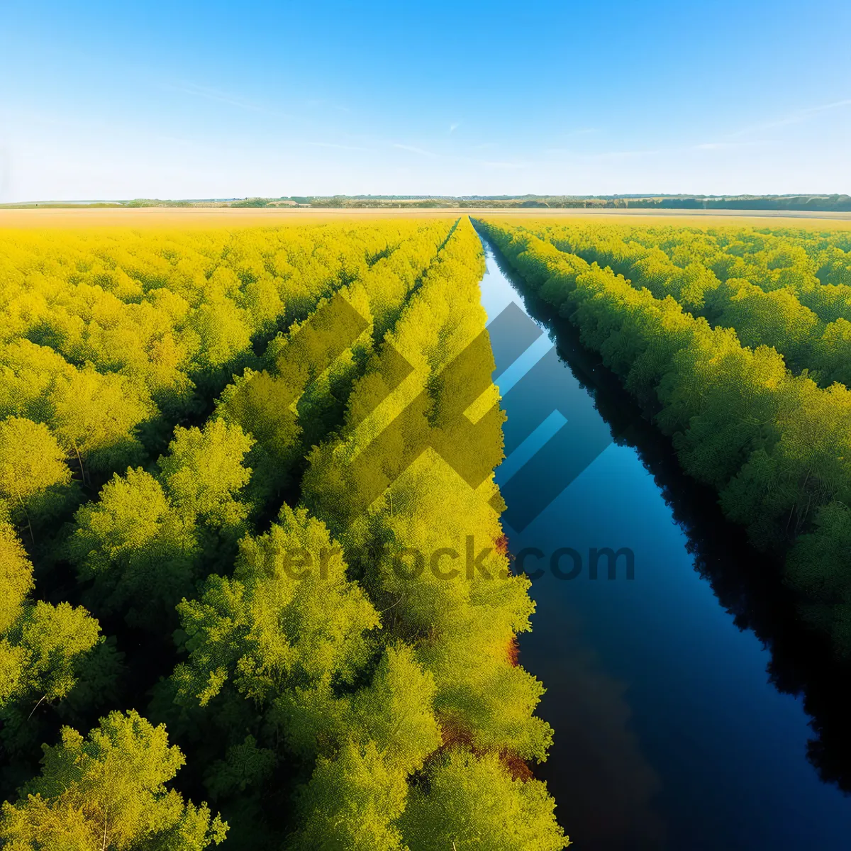 Picture of Golden Fields of Rapeseed Blossoms Under Blue Sky