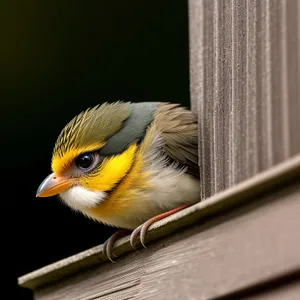 Colorful Finch perched on tree branch