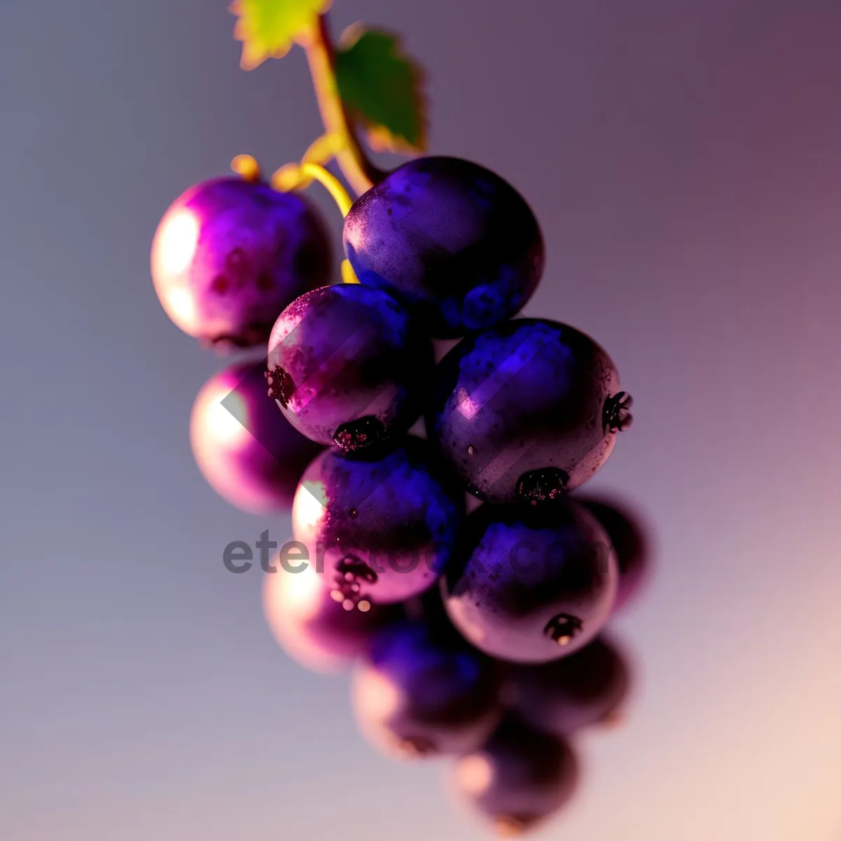 Picture of Vibrant Grape Harvest in Serene Vineyard