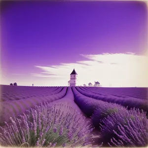 Vibrant Lavender Blooming in Majestic Field