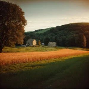 Golden Meadow at Sunset in Rural Farming Landscape