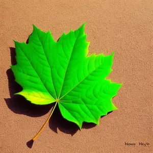 Maple Leaf in Autumn Colors