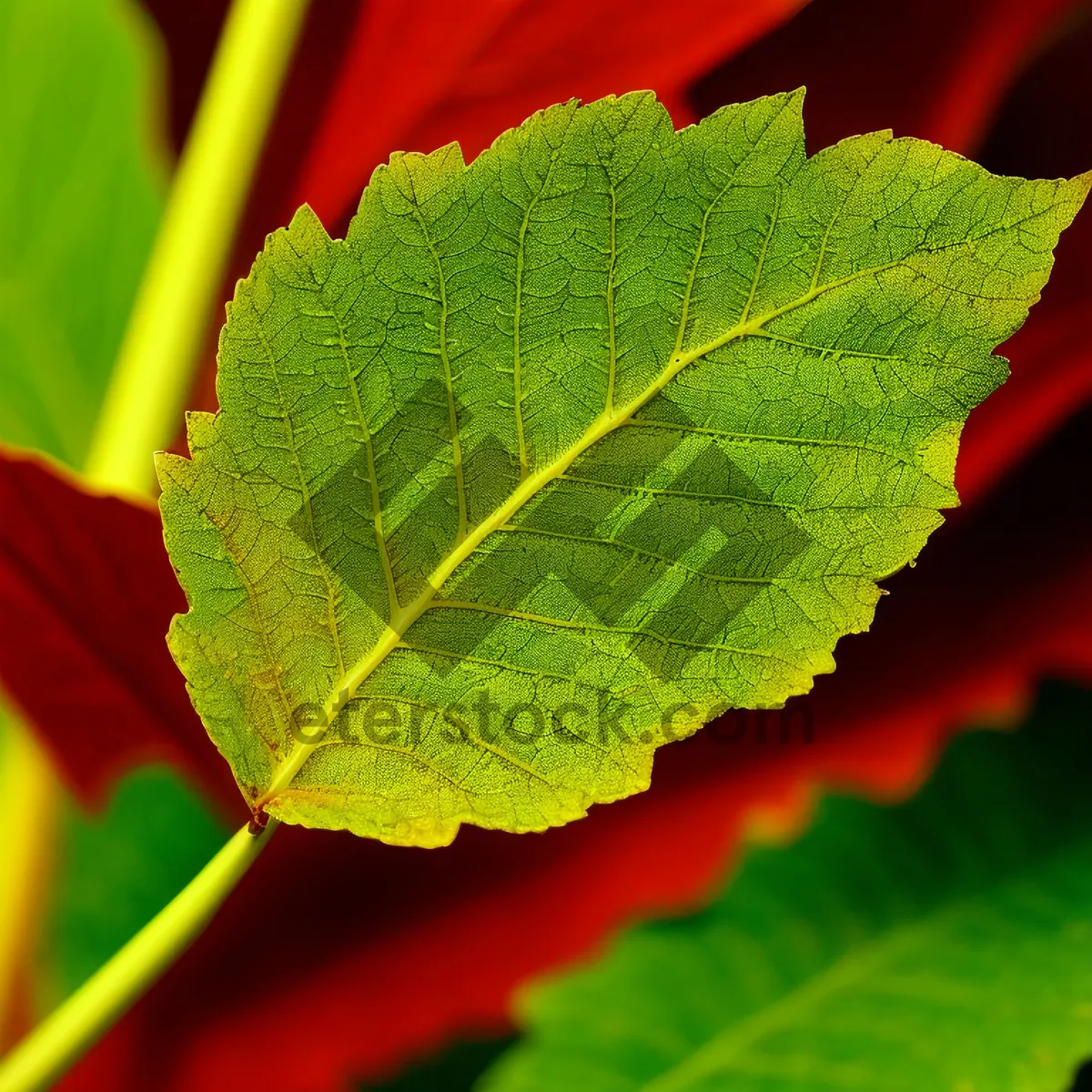 Picture of Fresh Rhubarb Leaves Closeup: Organic Garden Herb