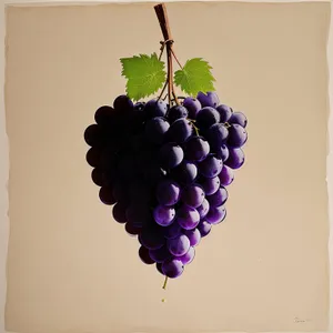 Fresh and Juicy Organic Grape Harvest