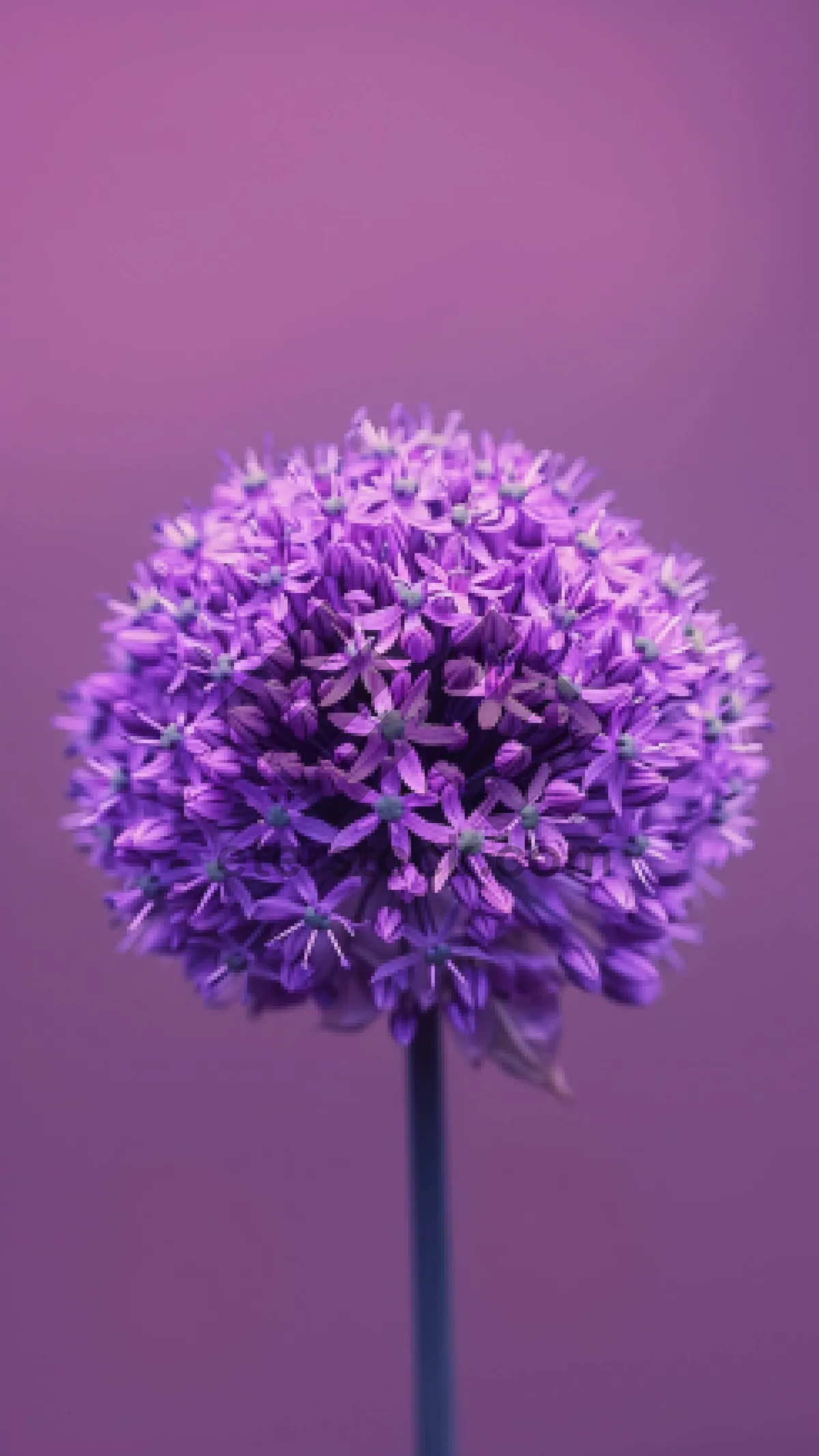 Picture of Spring garden blooms with lilac globe thistle