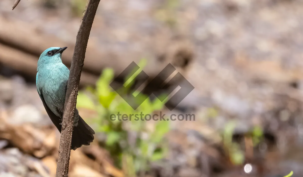 Picture of Tree care tools: rake and hatchet