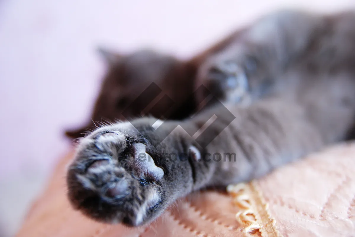 Picture of Portrait of Cute Baby Cat and Cocker Spaniel Dog