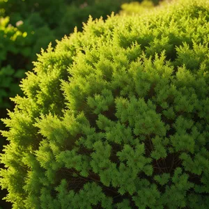 Lush Spring Garden with Vascular Plants and Herbaceous Ferns