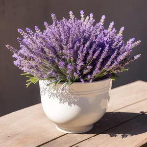 Lush Purple Lavender Blossom in Vase