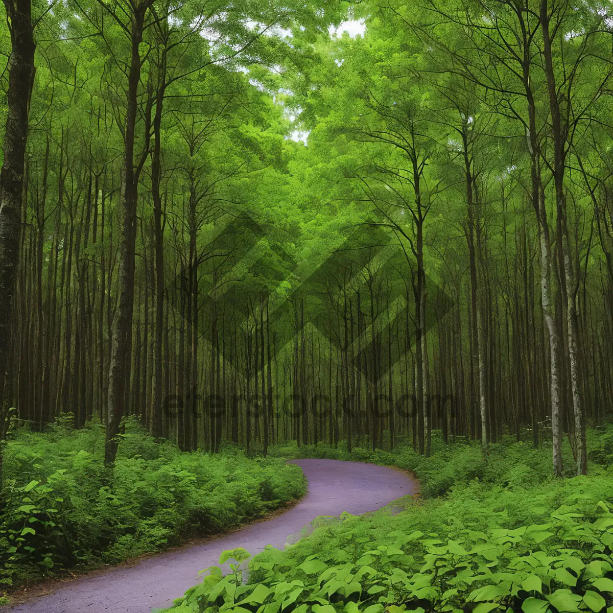 Picture of Sunlit Path Through Verdant Willow Forest