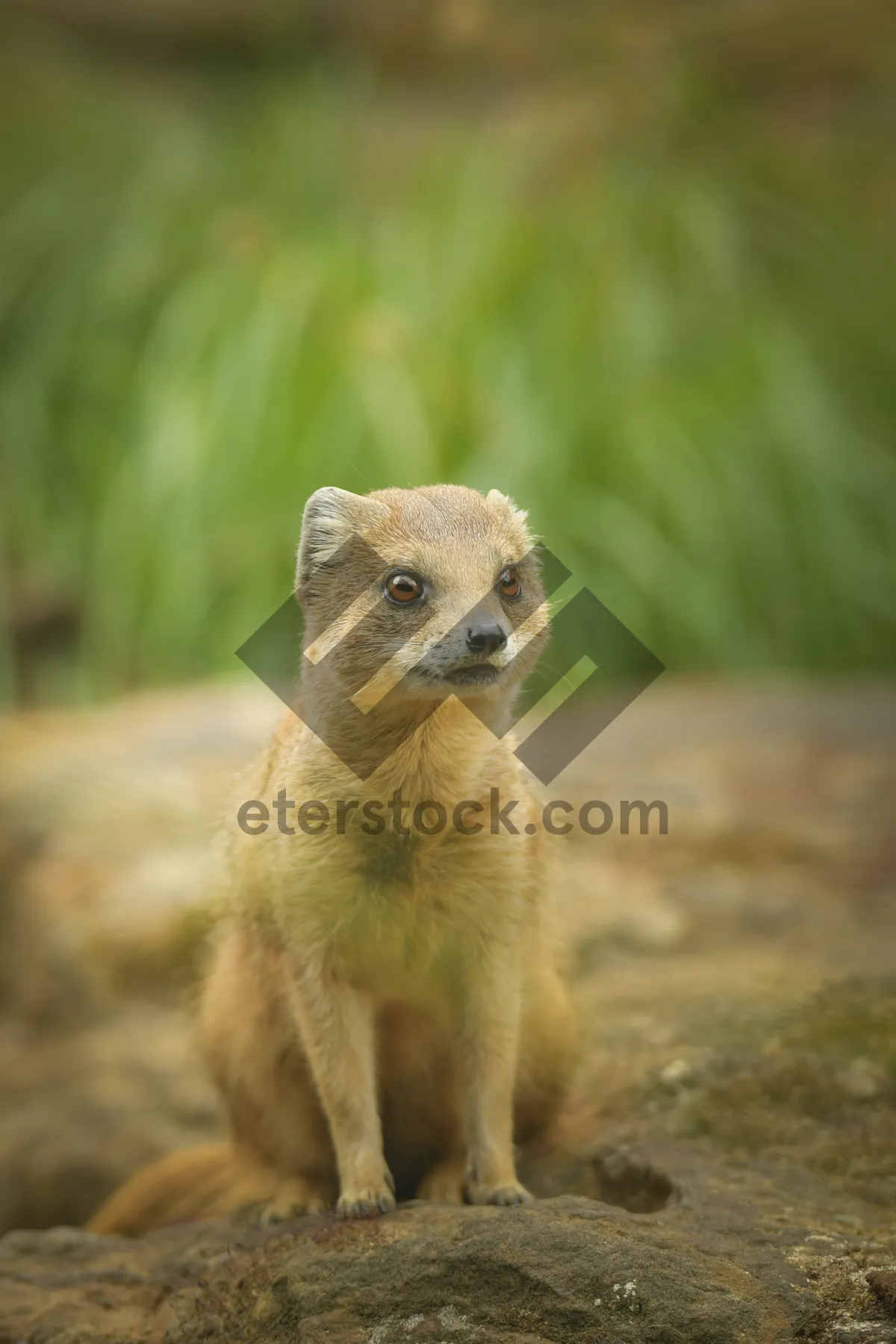 Picture of Cute furball: Wild mongoose at the zoo.