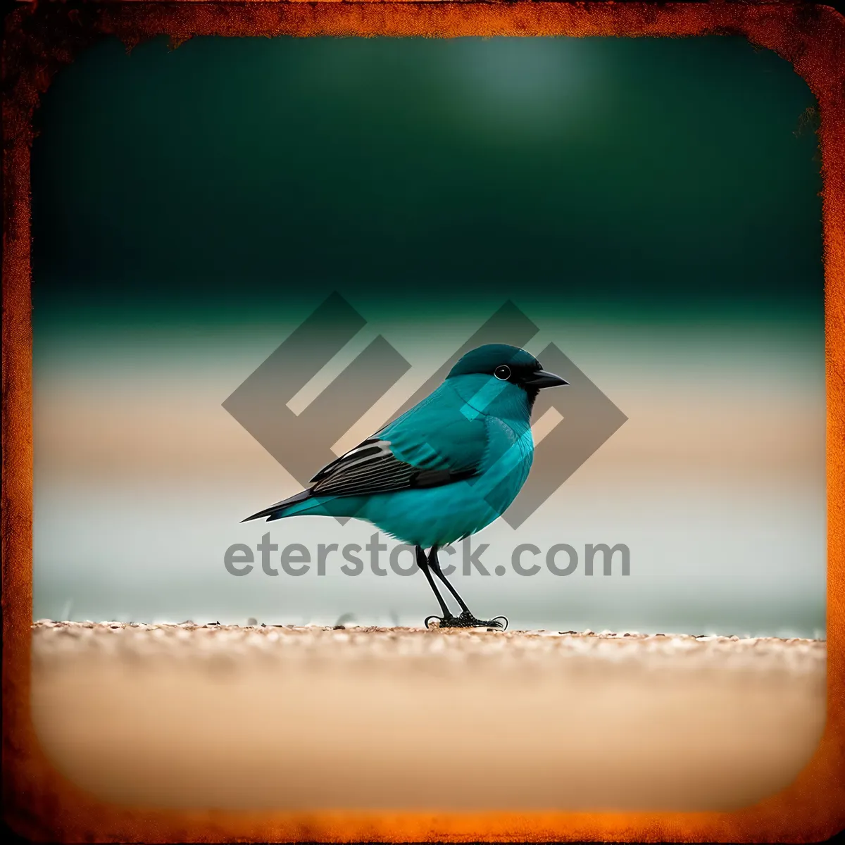 Picture of Indigo Bunting Perched, displaying vibrant blue feathers