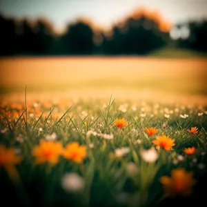 Dandelion Meadow in Sunny Summer Landscape