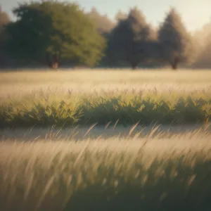 Golden Skies Over Rural Wheat Field