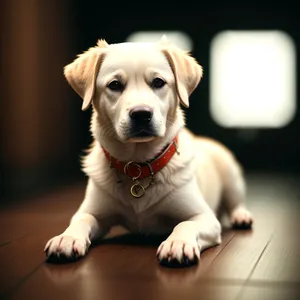 Adorable Retriever Puppy Sitting for Portrait