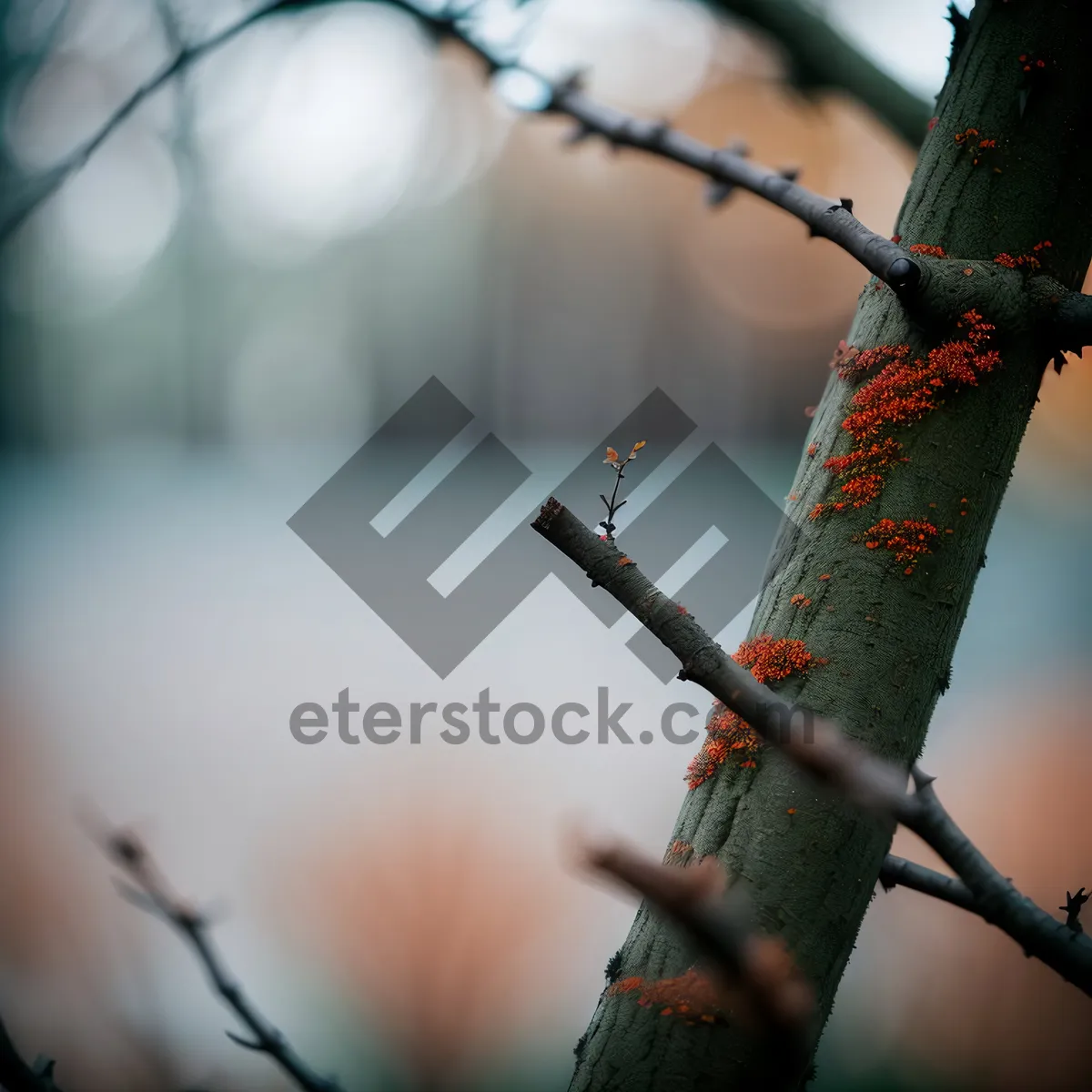 Picture of Winter Birch Tree Branches Against Sky