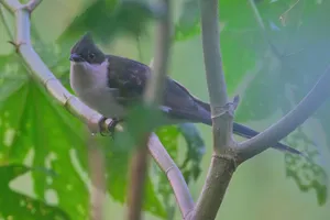 Avian winged wildlife perched on tree branch.