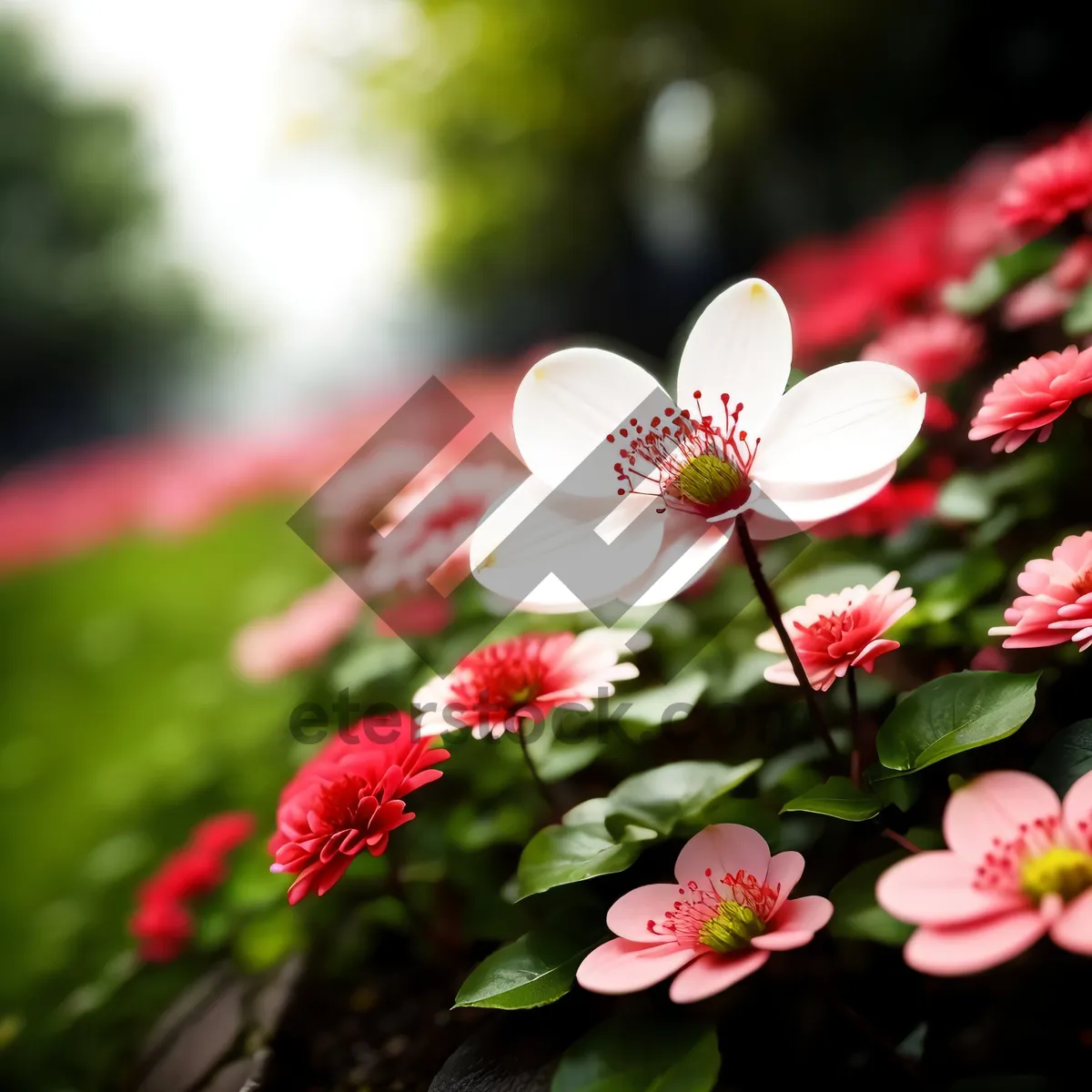 Picture of Pink Blossoming Sand Cherry - Seasonal Floral Beauty