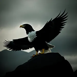 Bald Eagle Soaring in Majestic Flight